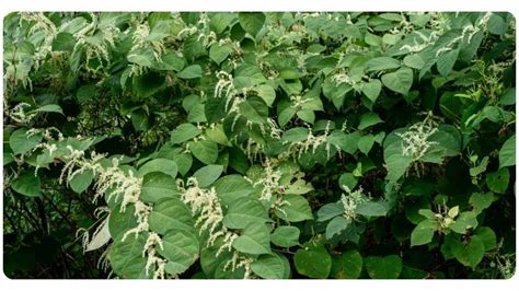 Although doxycycline, a wide known antibiotic, is prescribed to treat Lyme disease, research shows that adjuvant herbal therapies (herbal . . Japanese knotweed lyme dosage
